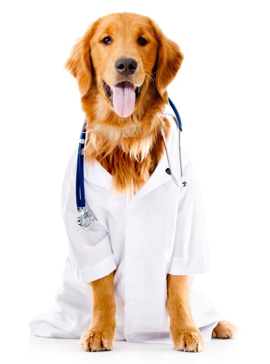 Dog dressed as a Doctor or vet - isolated over white background